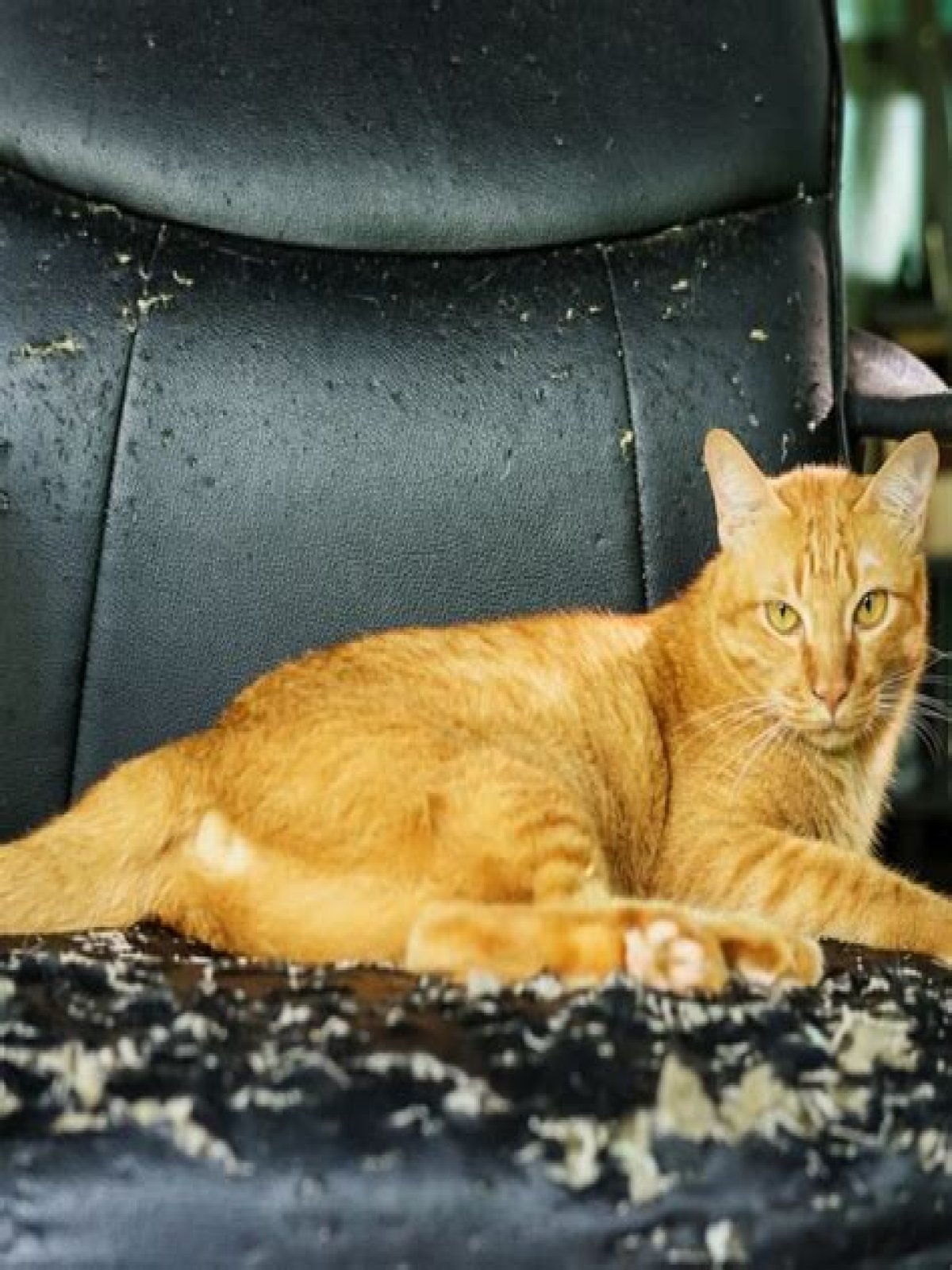 Do cats ruin leather?