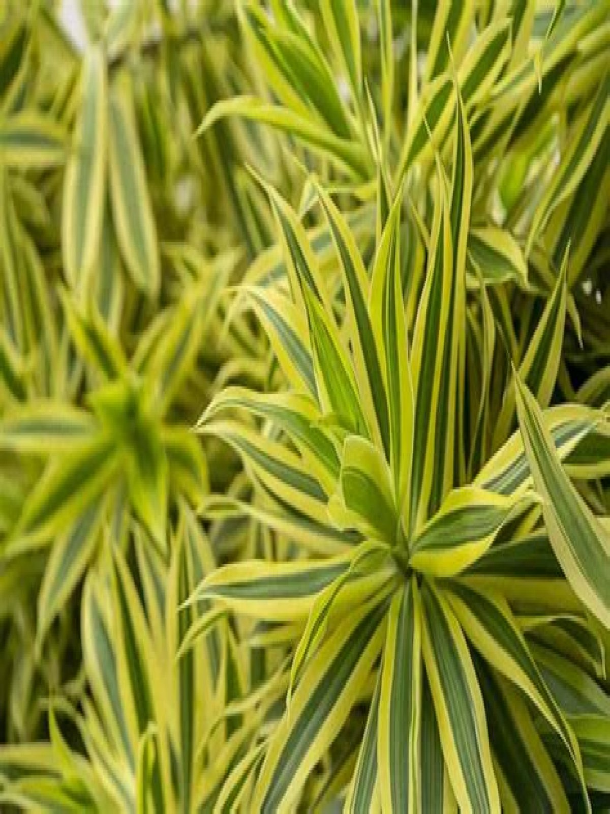 How do you grow Pleomele?