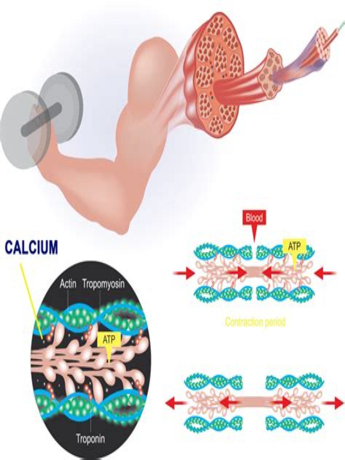 How does calcium deficiency affect muscle contraction?