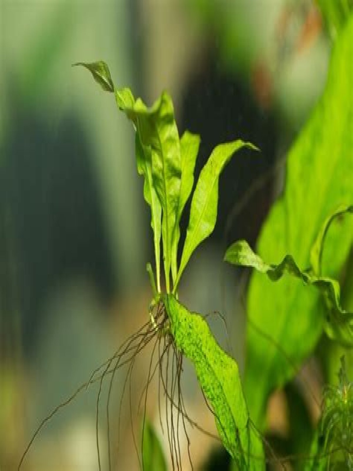 How tall does Java fern grow?