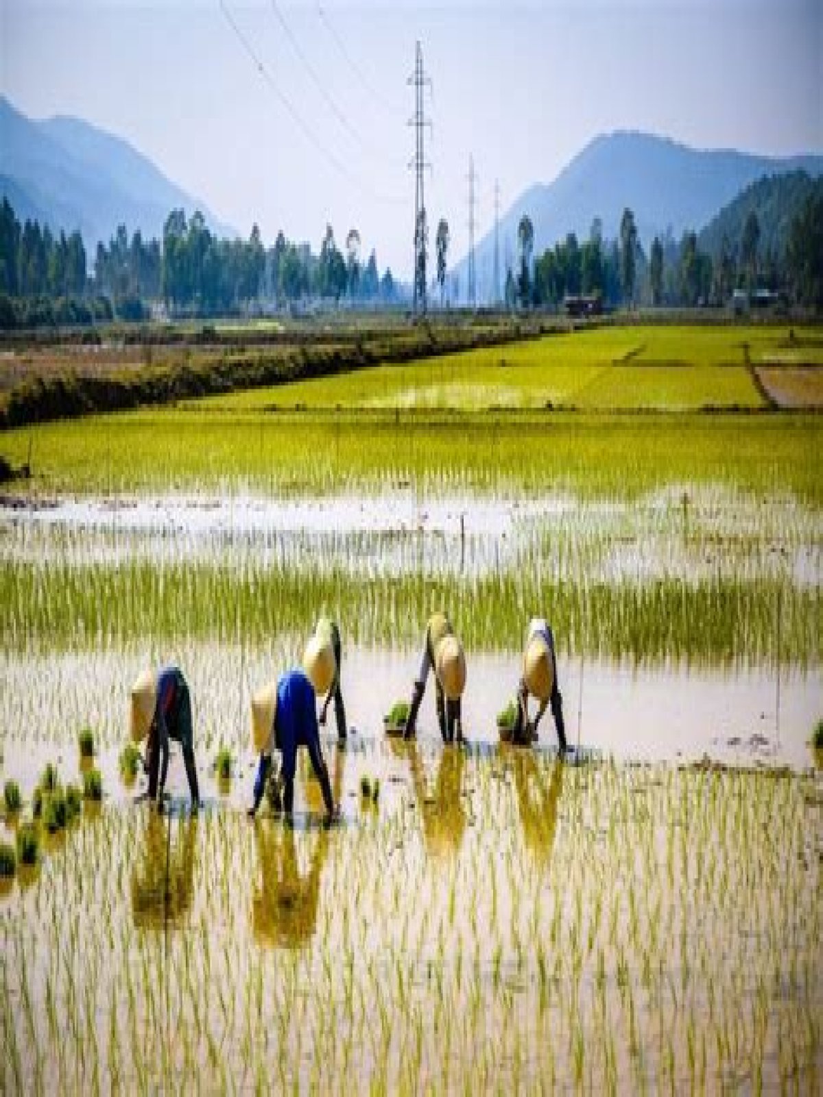 Is wet rice farming subsistence?