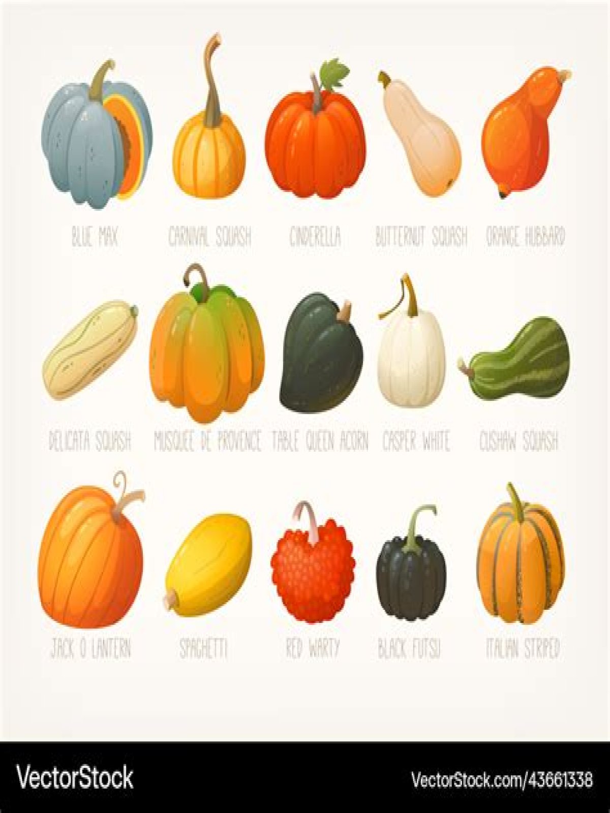 What is the largest variety of pumpkin?