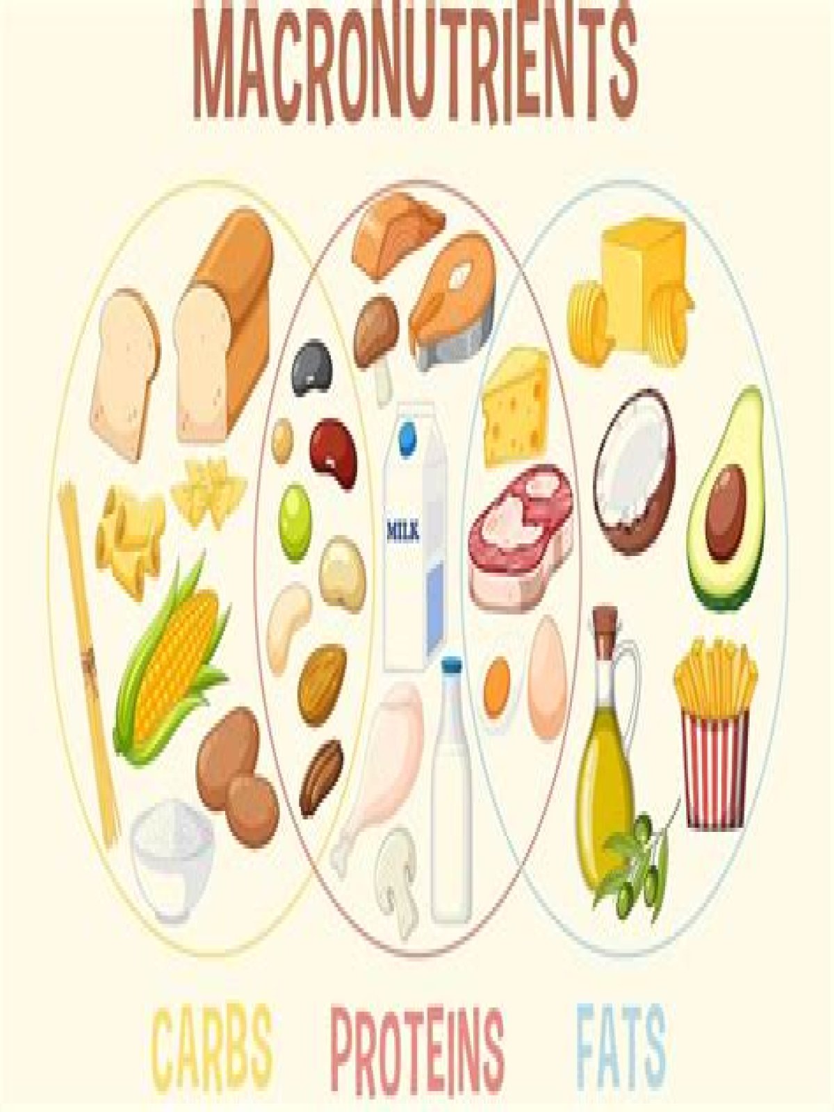 What is the role of macronutrients?