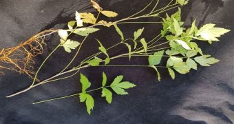 yellow root